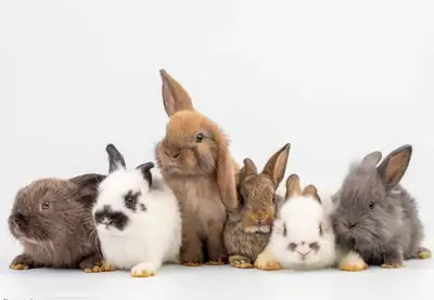 HoppInn - Bunny Sitting Services & Other Small Animals, View more