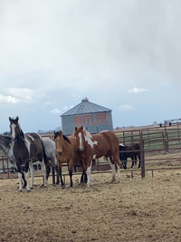 Grade untouched mares and a yearling 