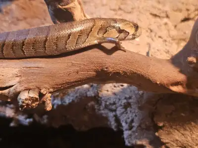 Pink Tongue Skink - Trade, View more