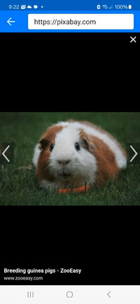 ISO friendly guinea pig