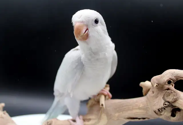 QUAKERS NAM DISPONIBLES in Birds for Rehoming in Laurentides - Image 8