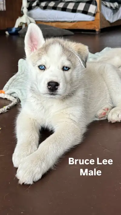 -TEXT/CALL PREFERRED- We have a litter of beautiful and smart husky pups are ready for their new hom...