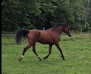Tall 5yo Bay Arabian gelding -Project horse in Horses & Ponies for Rehoming in Owen Sound - Image 5