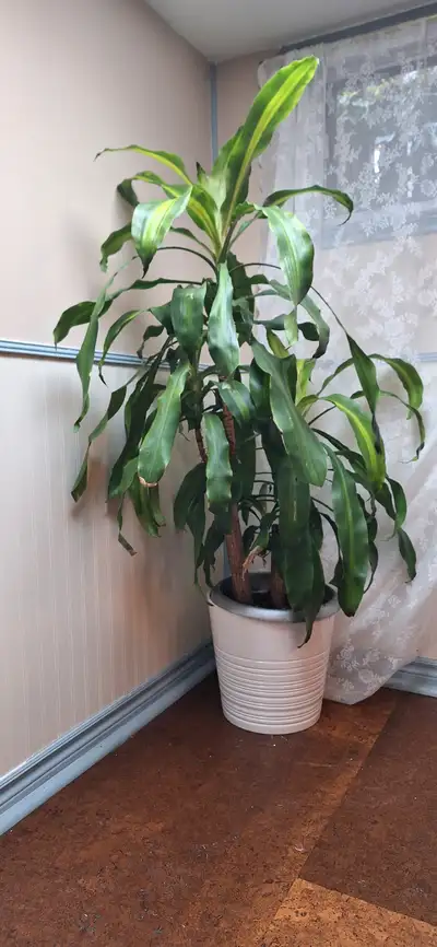 Yucca plant, View more