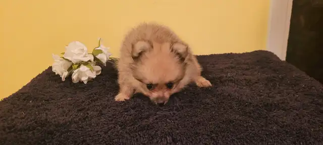 chiot poméranien male in Dogs & Puppies for Rehoming in West Island - Image 3
