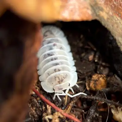 Nesodillo Archangeli “Shiro Utsuri” Isopods, View more