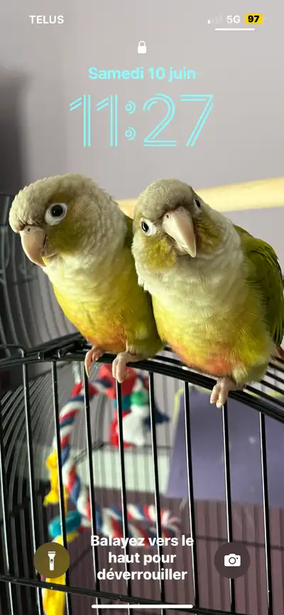 2 conures frère mâle à vendre . Ils ont 4 ans. Vient avec la cage.
