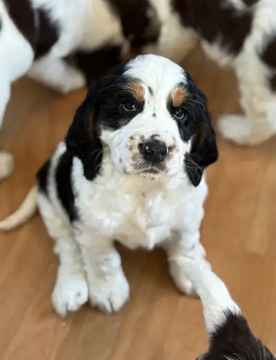 springer spaniel in Dogs & Puppies for Rehoming in Canada | Kijiji