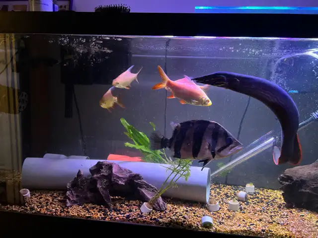 Tinfoil barb bundle 7” in Fish for Rehoming in Hamilton - Image 5