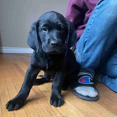 golden retriever/ Lab mix, View more