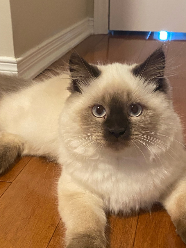 Himalayan Kitten for Sale – Fluffy & Beautiful! in Cats & Kittens for Rehoming in Ottawa