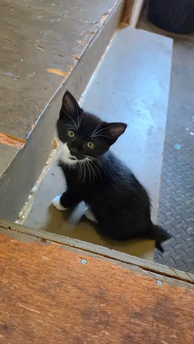 Kitten Male 9 weeks old. Black with white spots, View more