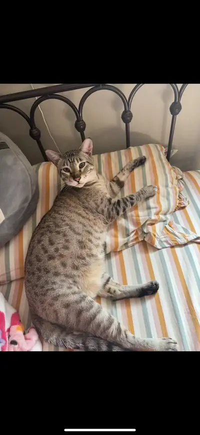 savannah cat for rehoming, View more