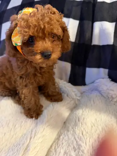 Adorable  dark red Toy Poodle baby girl - your best gift in life, View more