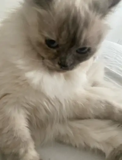 Ragdoll cat Looking for a Loving Home one year-, View more