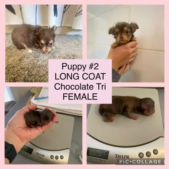 ⭐️TINY CHOCOLATE TRI LONG COAT CHIHUAHUA PUPPIES⭐️ALL SOLD in Dogs & Puppies for Rehoming in City of Toronto - Image 11