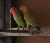 Lovebirds for rehome