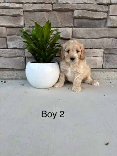 Adorable Cockapoo puppies, View more