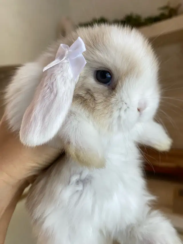 purebred holland lop bunny  in Small Animals for Rehoming in Mississauga / Peel Region - Image 2