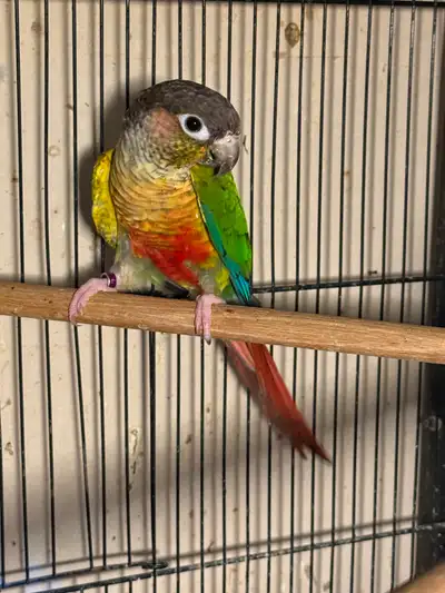 Conure breeding male ys, View more