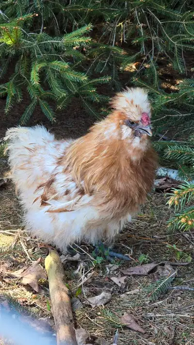 Friendly fluffy silkie rooster looking for a home. He is very charming little guy who is just turned...