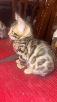 RARE Purebred Bengal kitten