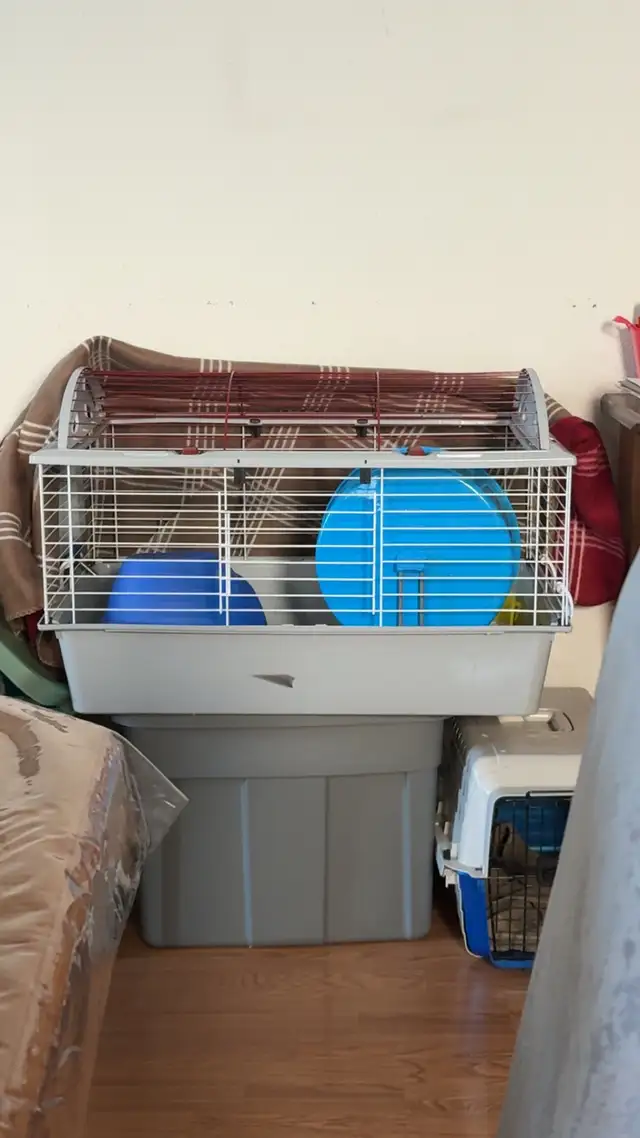hedgehog  in Small Animals for Rehoming in Lethbridge - Image 6