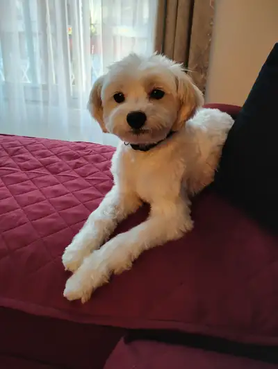 Dog walker in St Leonard area, View more