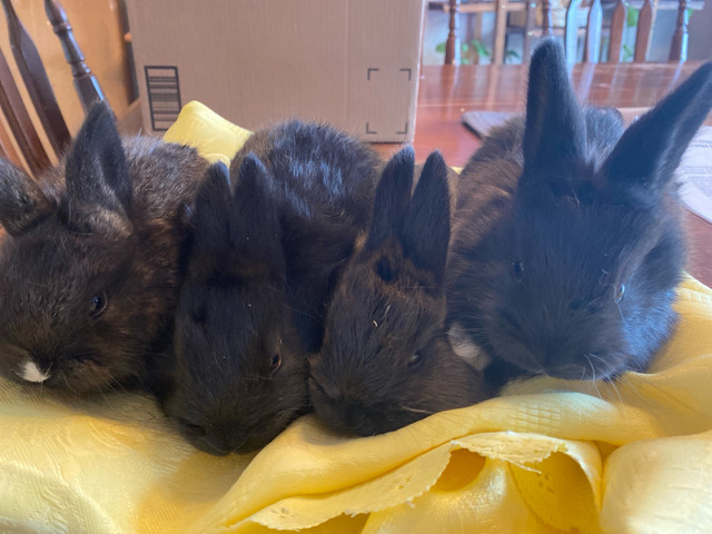 Rabbits  in Small Animals for Rehoming in Ottawa