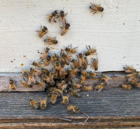 Honey Bees For Mid- May