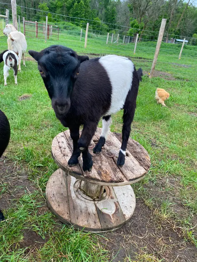 Mini Lamancha in Livestock in Cornwall - Image 3