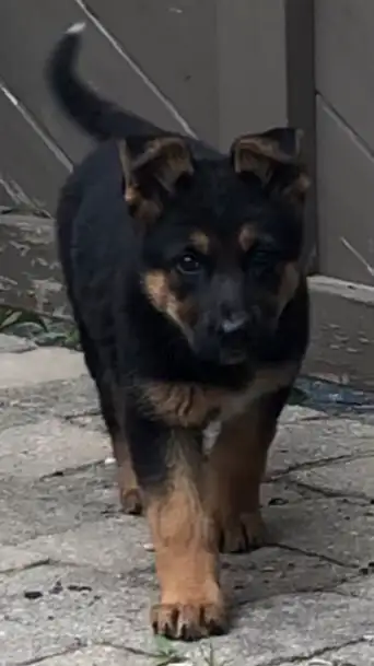German shepherd puppie female in Dogs & Puppies for Rehoming in Oakville / Halton Region - Image 4