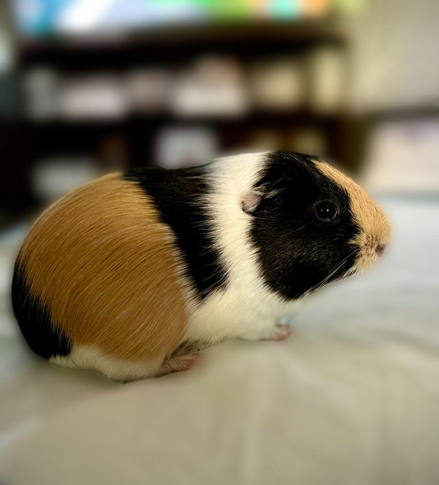 Male Guinea Pig - free in Other Pets for Rehoming in North Bay