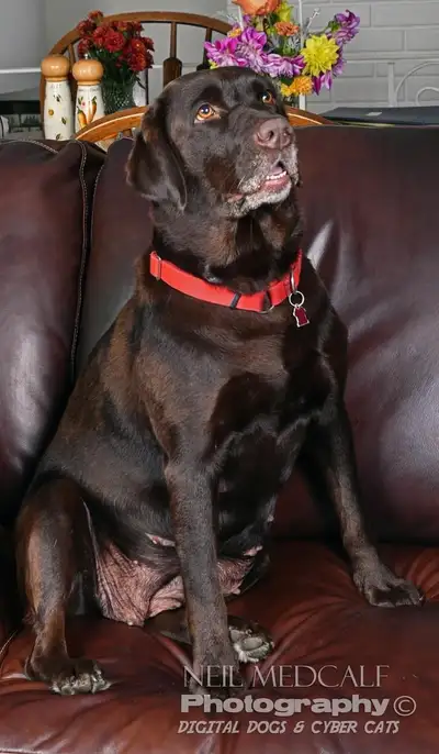 CKC REGISTERED  PUREBRED CHOCOLATE LABRADOR PUPPIES, View more