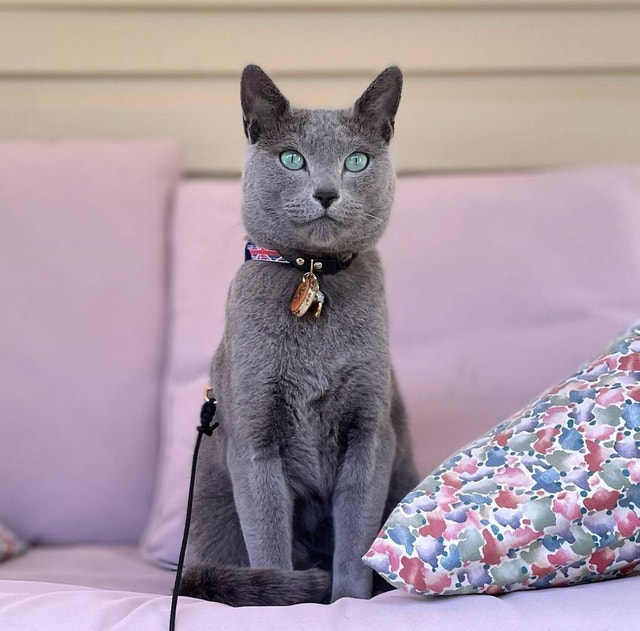 TICA registered Russian blue kittens waitlist! Cats & Kittens for