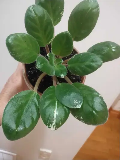 Pink variegated African violet plant in ceramic pot with decorative painted flowers on it.