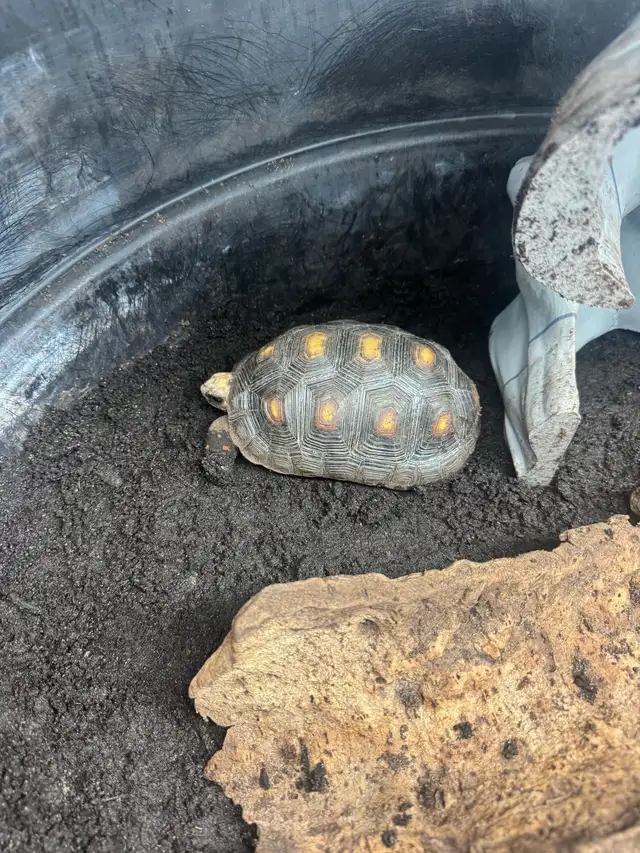 Red Foot/cherry head tortoise in Reptiles & Amphibians for Rehoming in Kawartha Lakes - Image 4