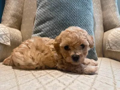  Adorable Toy Poodle Puppy Looking for a Loving Home , View more