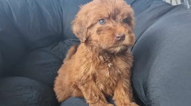 Prêts a partir *Whoodle Mini in Dogs & Puppies for Rehoming in West Island - Image 2