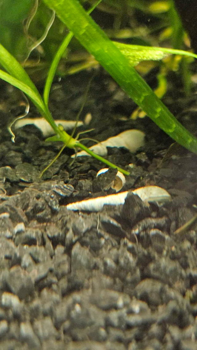 Malaysian Trumpet Snails - Pick up Near St. Vital Mall  in Fish for Rehoming in Winnipeg - Image 3