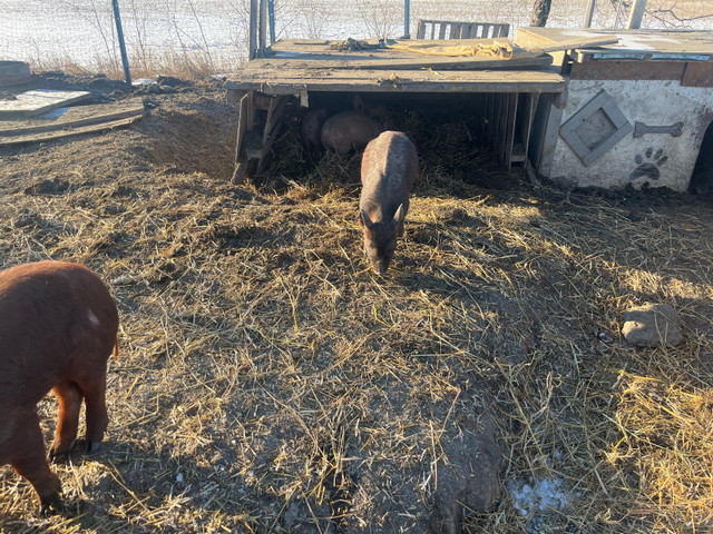 Pigs forsale in Livestock in La Ronge - Image 3