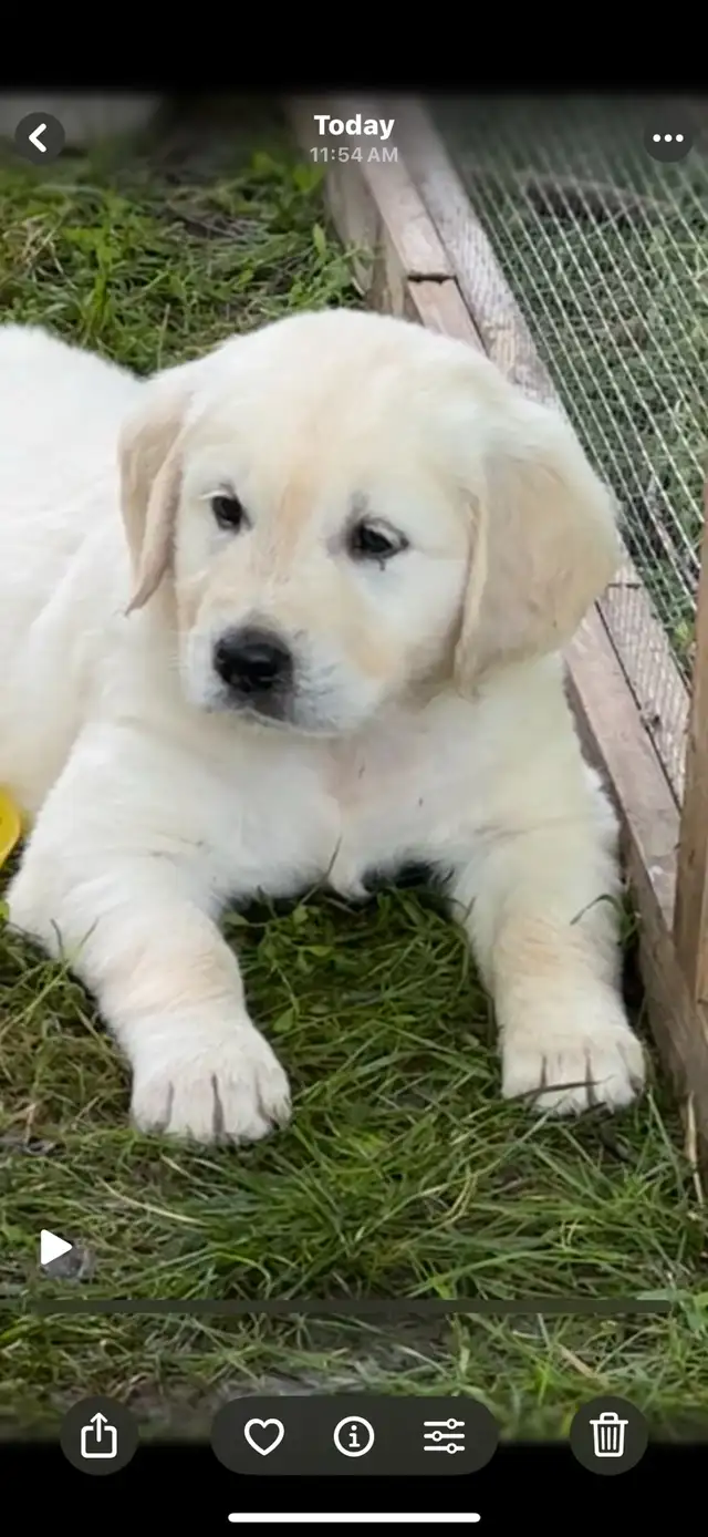 Golden Retreiver- British cream male 7 wk old pup ready now!  in Dogs & Puppies for Rehoming in Windsor Region - Image 4