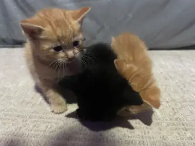 Kittens - 2 Male, 1 Female., View more