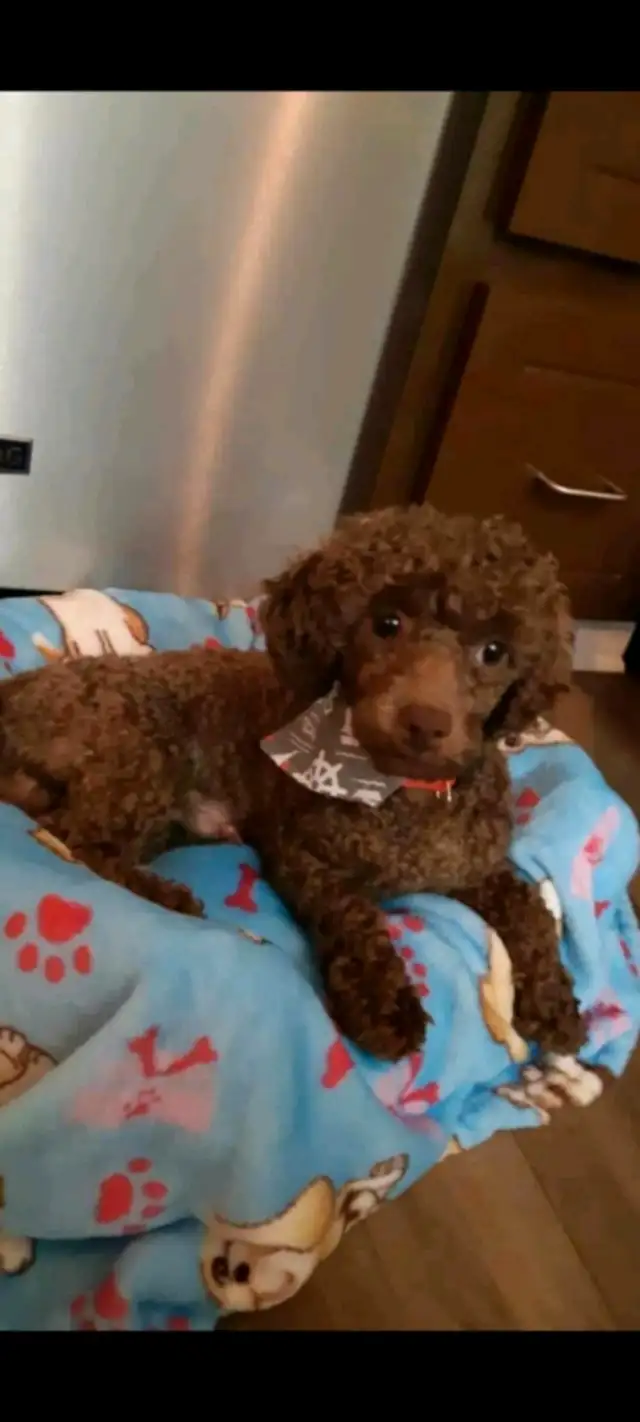 Cockapoo in Dogs & Puppies for Rehoming in Moncton - Image 5