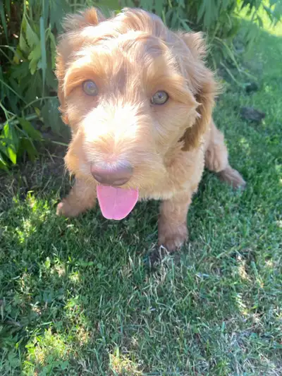 F1B Goldendoodle Puppies *1 left*, View more