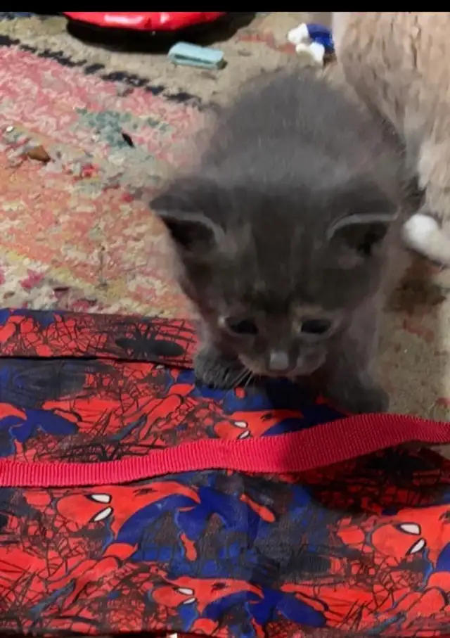 4 kitten& 2 cats | Cats & Kittens for Rehoming | Ottawa | Free local ...