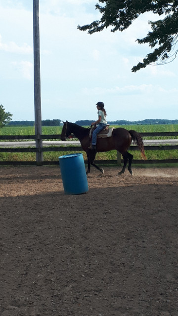 Horse for part board lease in Horses & Ponies for Rehoming in Windsor Region