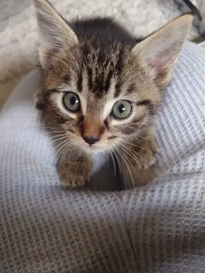 Update: all kittens have found loving homes