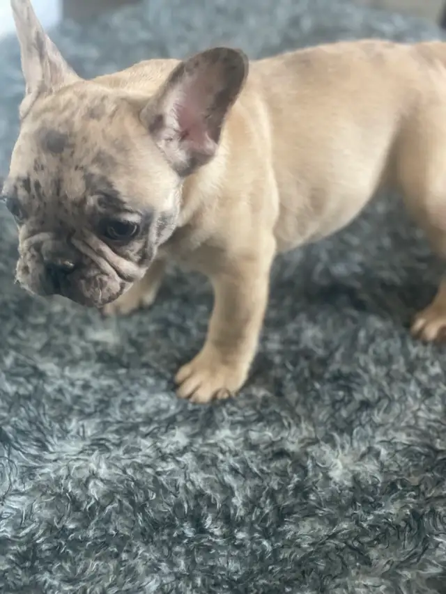 chiot bulldog français, frenchie puppies in Dogs & Puppies for Rehoming in City of Montréal - Image 8