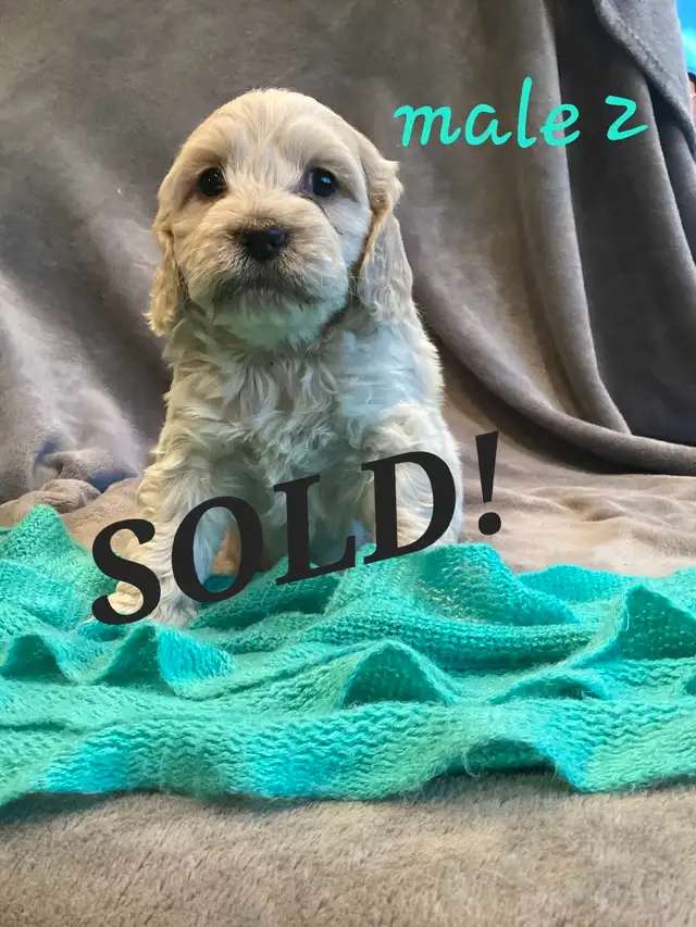 Cockapoo puppies for sale! in Dogs & Puppies for Rehoming in Burns Lake - Image 6